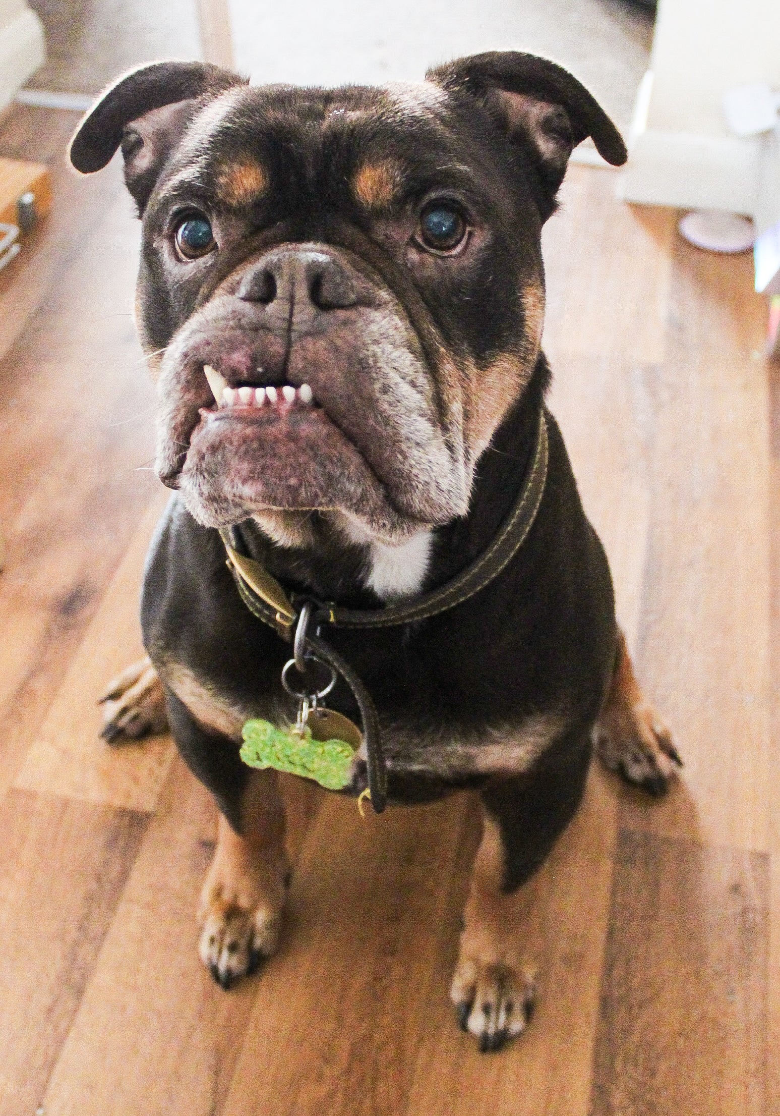 Dog Tags